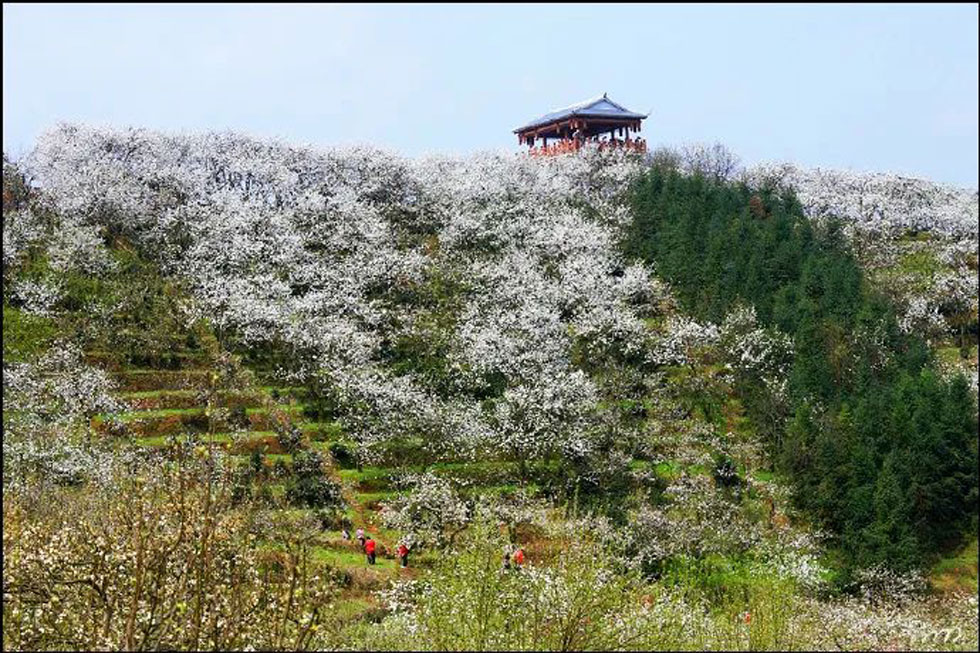 【春天，广西桂林灌阳县向您发出邀请！】我们在灌阳看梨花 - 游山玩水 - 宣城生活社区 - 宣城28生活网 xuancheng.28life.com