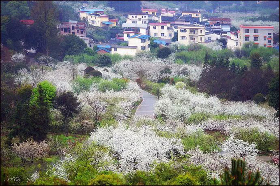 【春天，广西桂林灌阳县向您发出邀请！】我们在灌阳看梨花 - 游山玩水 - 宣城生活社区 - 宣城28生活网 xuancheng.28life.com