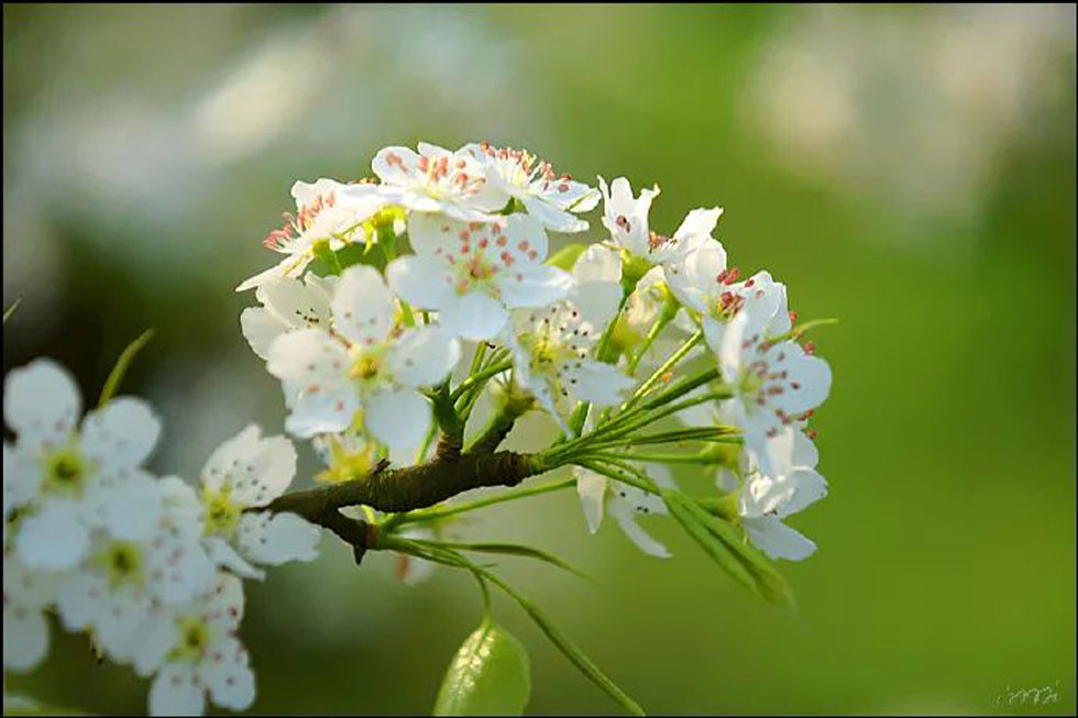 【春天，广西桂林灌阳县向您发出邀请！】我们在灌阳看梨花 - 游山玩水 - 宣城生活社区 - 宣城28生活网 xuancheng.28life.com