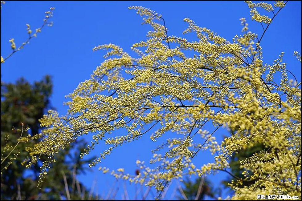 【春天,广西桂林灌阳县向您发出邀请!】米珠山前有片山苍子花在飘香 - 游山玩水 - 宣城生活社区 - 宣城28生活网 xuancheng.28life.com