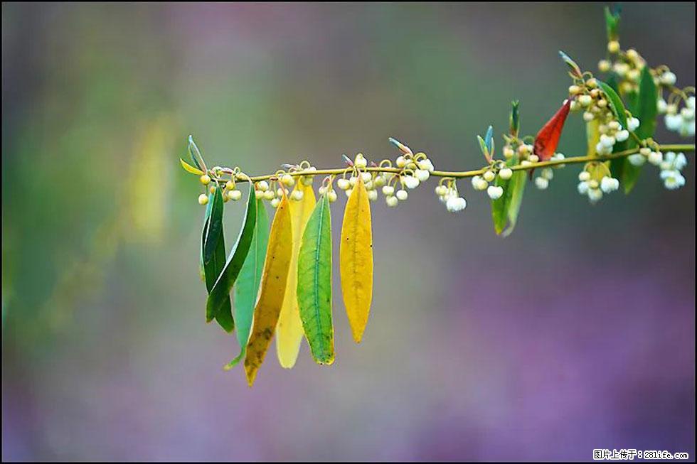 【春天,广西桂林灌阳县向您发出邀请!】米珠山前有片山苍子花在飘香 - 游山玩水 - 宣城生活社区 - 宣城28生活网 xuancheng.28life.com