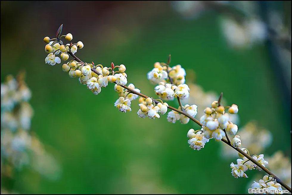 【春天,广西桂林灌阳县向您发出邀请!】米珠山前有片山苍子花在飘香 - 游山玩水 - 宣城生活社区 - 宣城28生活网 xuancheng.28life.com