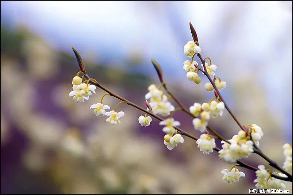 【春天,广西桂林灌阳县向您发出邀请!】米珠山前有片山苍子花在飘香 - 游山玩水 - 宣城生活社区 - 宣城28生活网 xuancheng.28life.com