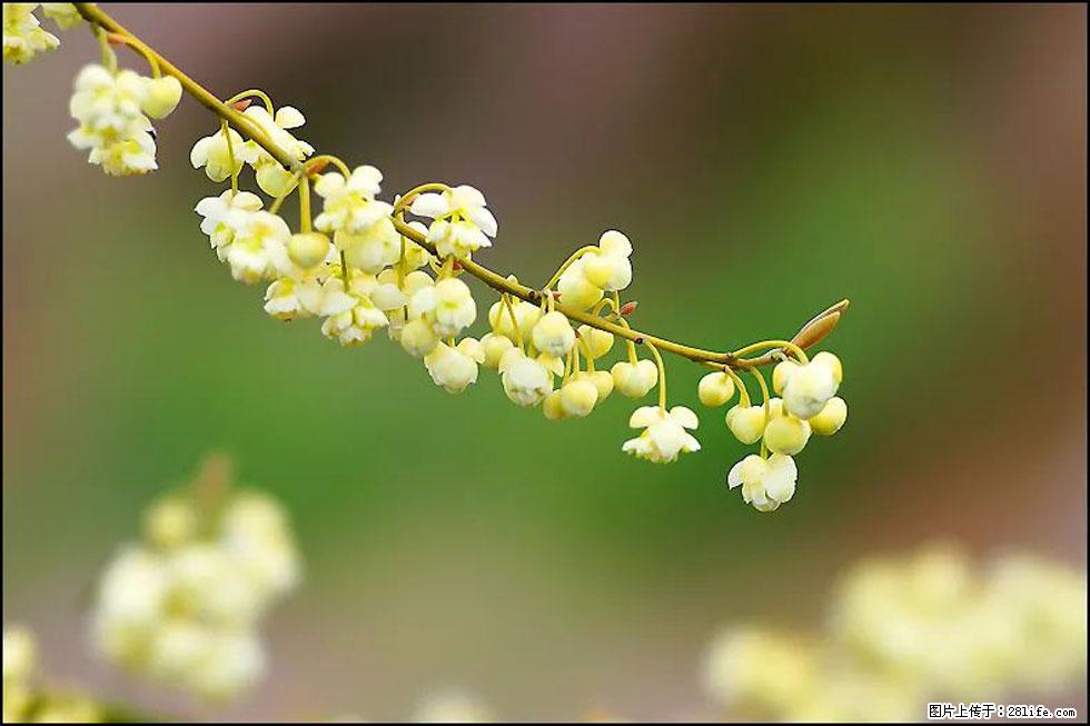 【春天,广西桂林灌阳县向您发出邀请!】米珠山前有片山苍子花在飘香 - 游山玩水 - 宣城生活社区 - 宣城28生活网 xuancheng.28life.com
