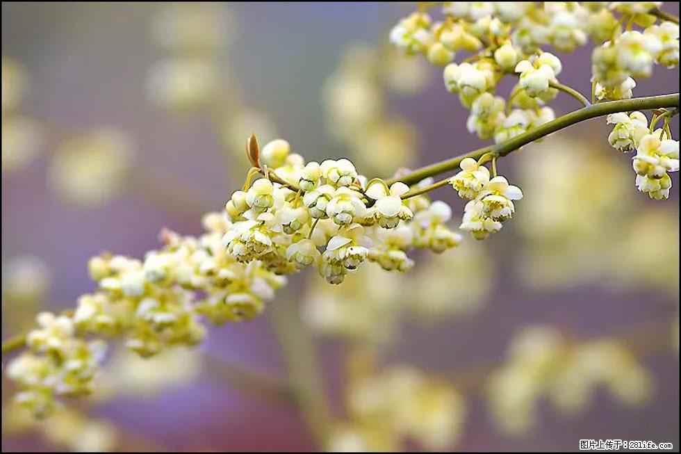 【春天,广西桂林灌阳县向您发出邀请!】米珠山前有片山苍子花在飘香 - 游山玩水 - 宣城生活社区 - 宣城28生活网 xuancheng.28life.com
