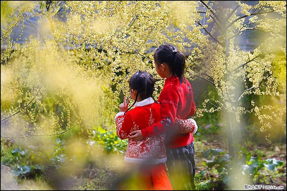 【春天,广西桂林灌阳县向您发出邀请!】米珠山前有片山苍子花在飘香 - 游山玩水 - 宣城生活社区 - 宣城28生活网 xuancheng.28life.com