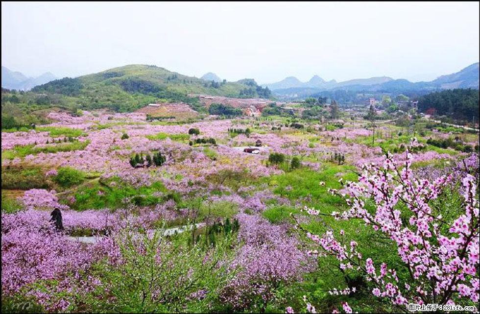 【春天,广西桂林灌阳县向您发出邀请!】官庄村有个醉美的桃花园 - 游山玩水 - 宣城生活社区 - 宣城28生活网 xuancheng.28life.com