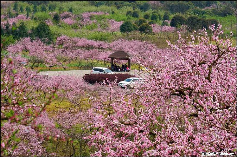 【春天,广西桂林灌阳县向您发出邀请!】官庄村有个醉美的桃花园 - 游山玩水 - 宣城生活社区 - 宣城28生活网 xuancheng.28life.com