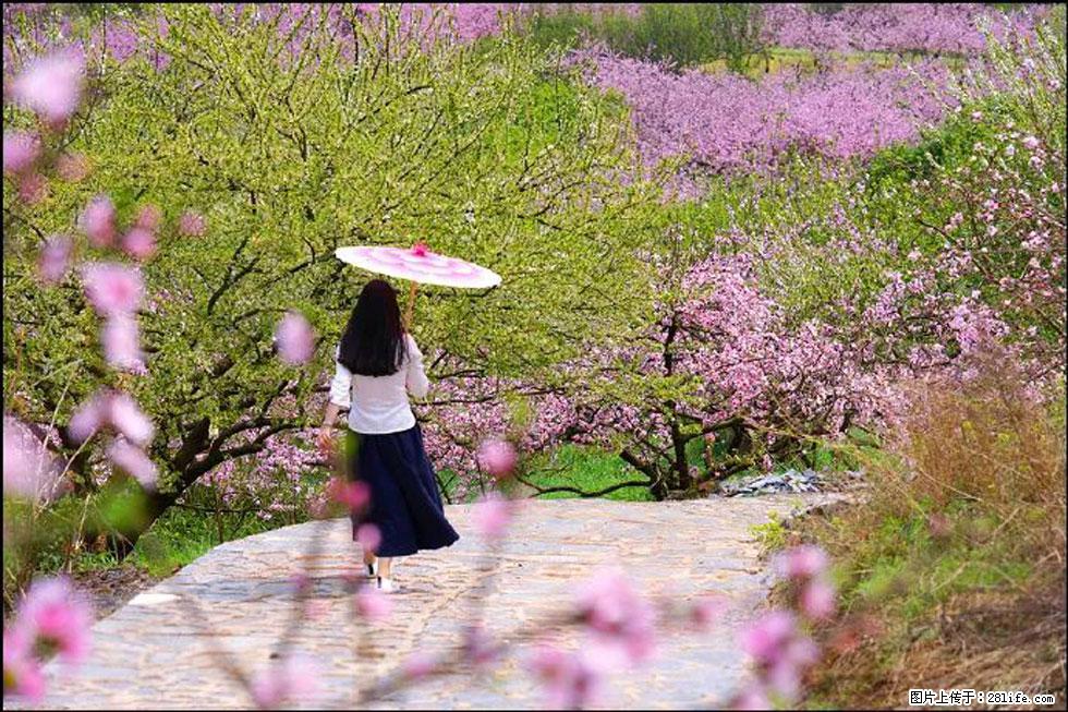 【春天,广西桂林灌阳县向您发出邀请!】官庄村有个醉美的桃花园 - 游山玩水 - 宣城生活社区 - 宣城28生活网 xuancheng.28life.com