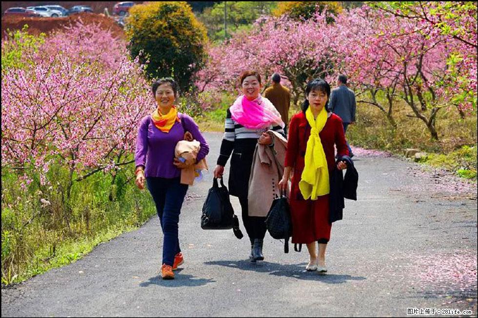 【春天,广西桂林灌阳县向您发出邀请!】官庄村有个醉美的桃花园 - 游山玩水 - 宣城生活社区 - 宣城28生活网 xuancheng.28life.com