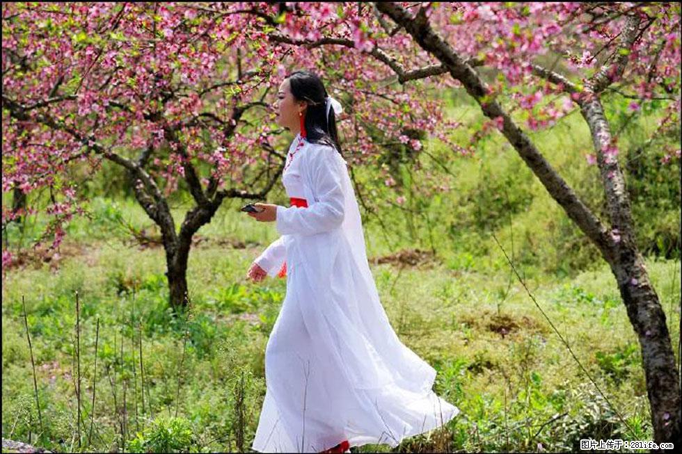 【春天,广西桂林灌阳县向您发出邀请!】官庄村有个醉美的桃花园 - 游山玩水 - 宣城生活社区 - 宣城28生活网 xuancheng.28life.com