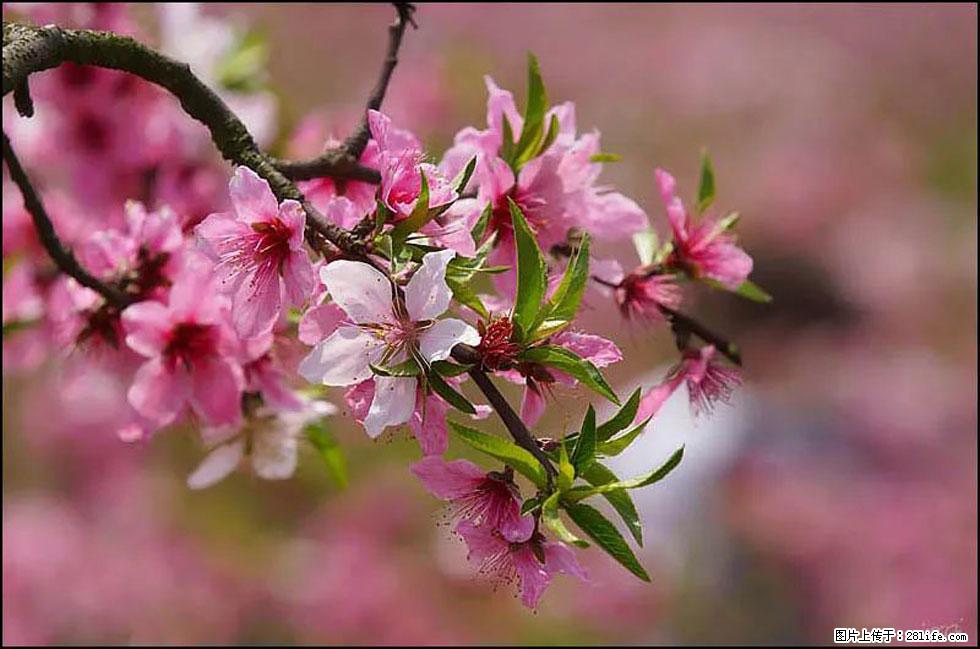 【春天,广西桂林灌阳县向您发出邀请!】官庄村有个醉美的桃花园 - 游山玩水 - 宣城生活社区 - 宣城28生活网 xuancheng.28life.com