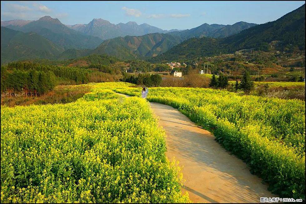 【春天,广西桂林灌阳县向您发出邀请!】长坪村油菜盛情花开 - 游山玩水 - 宣城生活社区 - 宣城28生活网 xuancheng.28life.com