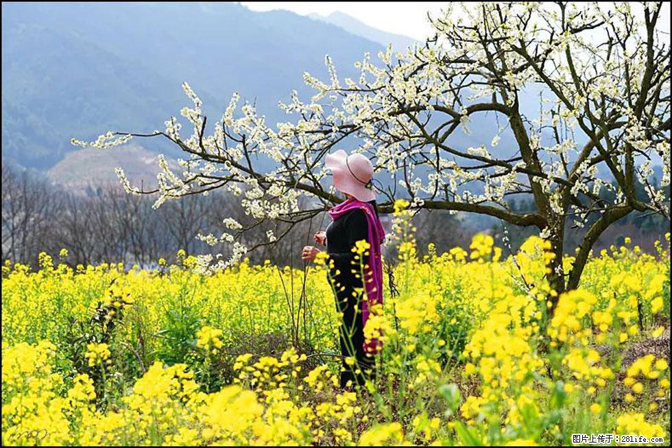 【春天,广西桂林灌阳县向您发出邀请!】长坪村油菜盛情花开 - 游山玩水 - 宣城生活社区 - 宣城28生活网 xuancheng.28life.com