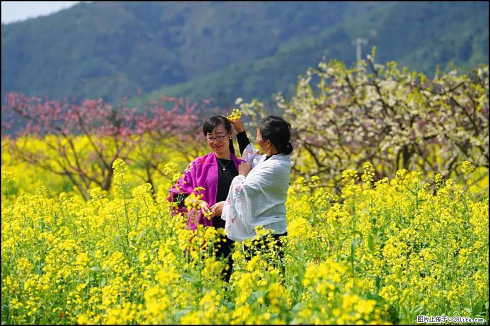 【春天,广西桂林灌阳县向您发出邀请!】长坪村油菜盛情花开 - 游山玩水 - 宣城生活社区 - 宣城28生活网 xuancheng.28life.com
