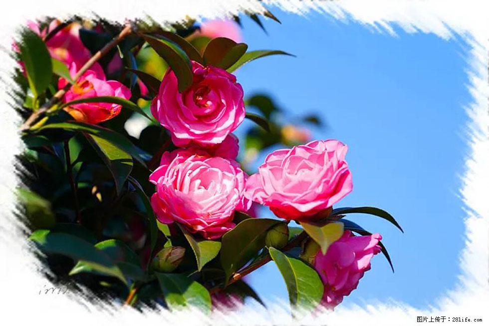 【春天,广西桂林灌阳县向您发出邀请!】杨柳井茶花惹人爱 - 游山玩水 - 宣城生活社区 - 宣城28生活网 xuancheng.28life.com