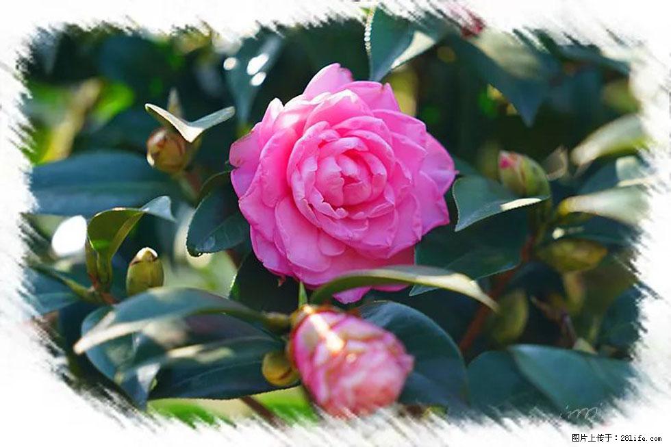 【春天,广西桂林灌阳县向您发出邀请!】杨柳井茶花惹人爱 - 游山玩水 - 宣城生活社区 - 宣城28生活网 xuancheng.28life.com