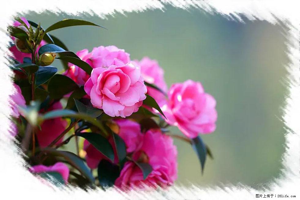 【春天,广西桂林灌阳县向您发出邀请!】杨柳井茶花惹人爱 - 游山玩水 - 宣城生活社区 - 宣城28生活网 xuancheng.28life.com