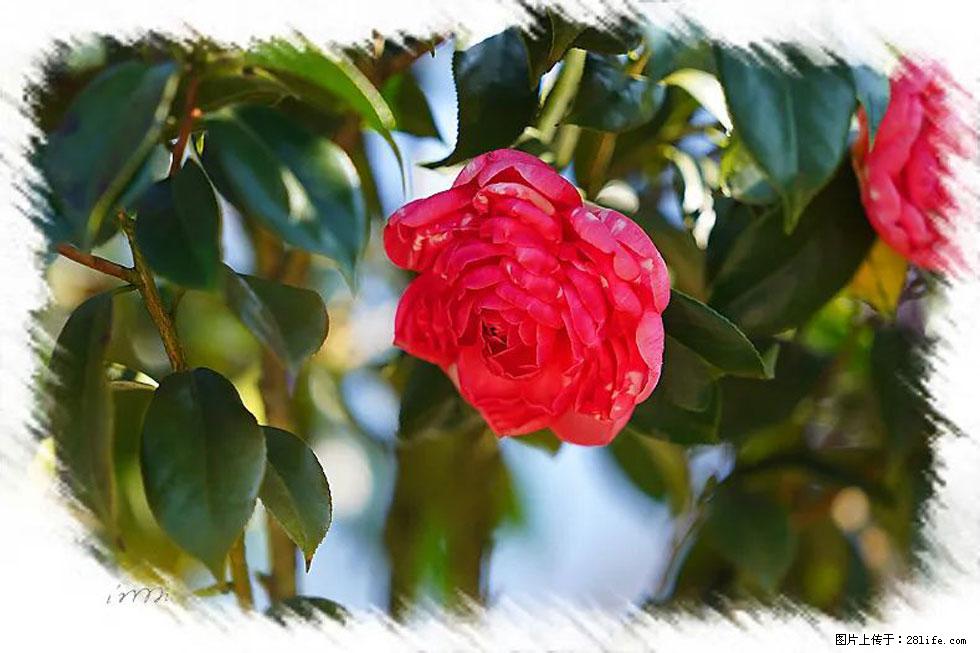 【春天,广西桂林灌阳县向您发出邀请!】杨柳井茶花惹人爱 - 游山玩水 - 宣城生活社区 - 宣城28生活网 xuancheng.28life.com