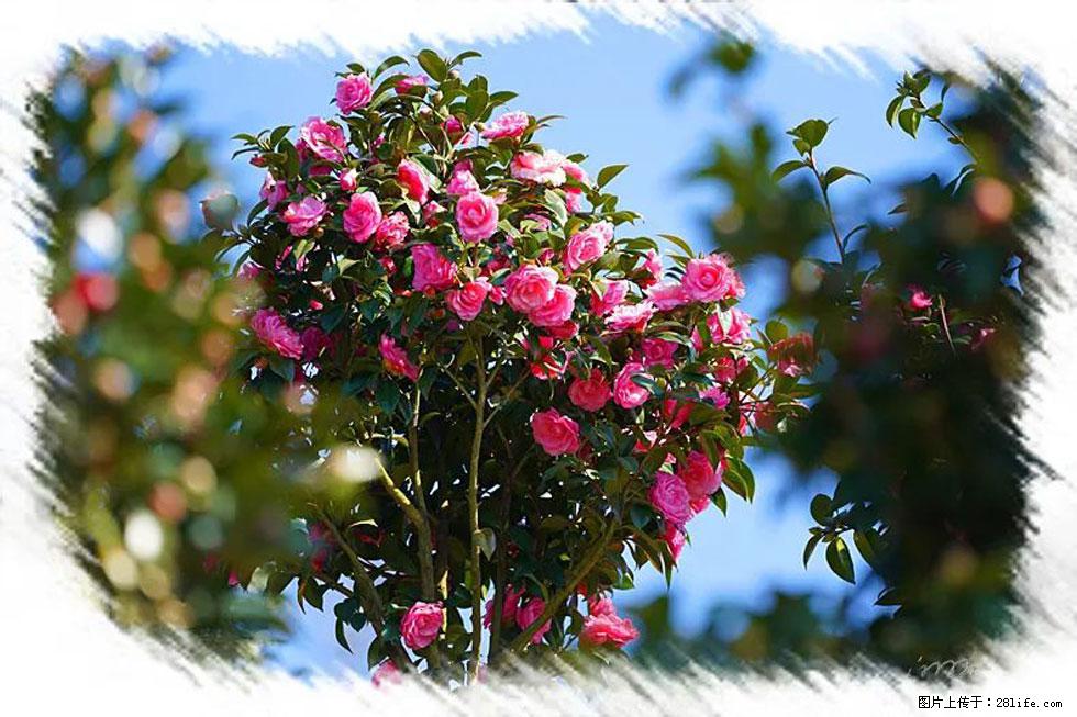 【春天,广西桂林灌阳县向您发出邀请!】杨柳井茶花惹人爱 - 游山玩水 - 宣城生活社区 - 宣城28生活网 xuancheng.28life.com