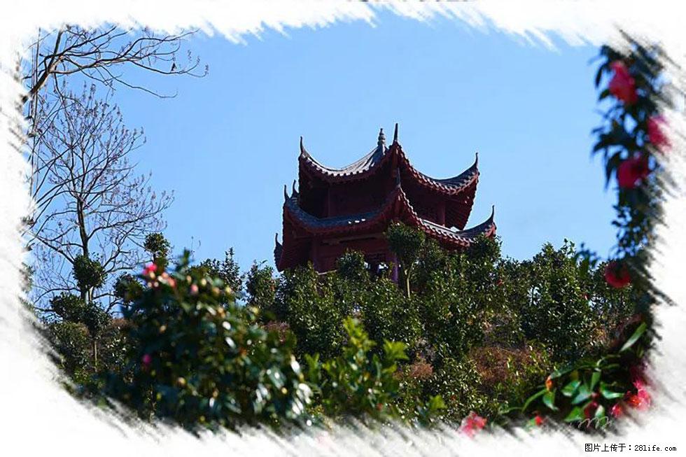 【春天,广西桂林灌阳县向您发出邀请!】杨柳井茶花惹人爱 - 游山玩水 - 宣城生活社区 - 宣城28生活网 xuancheng.28life.com