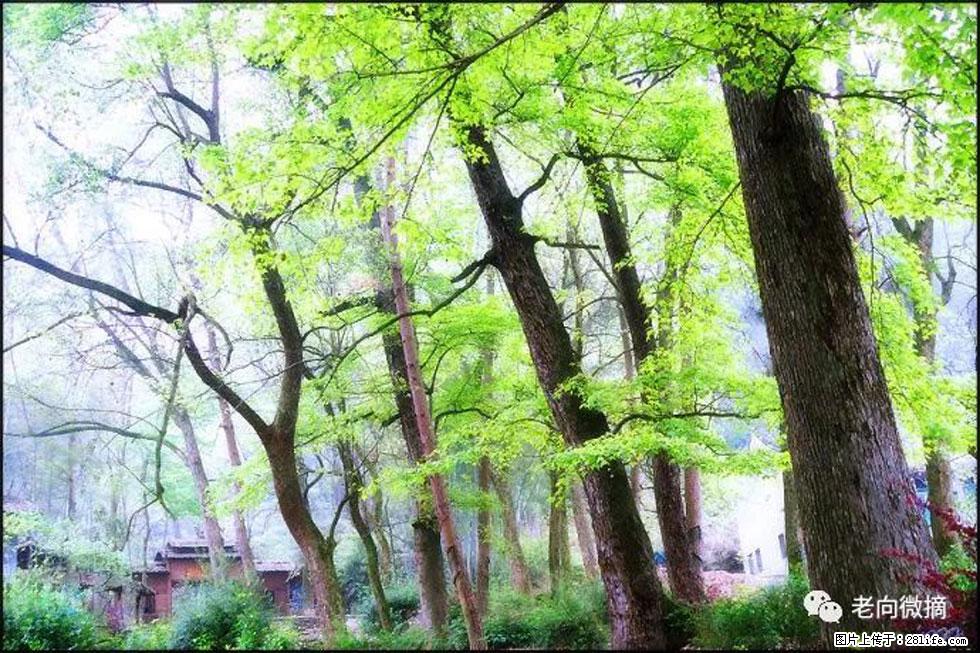 【春天,广西桂林灌阳县向您发出邀请!】在小龙村与春天约会 - 游山玩水 - 宣城生活社区 - 宣城28生活网 xuancheng.28life.com