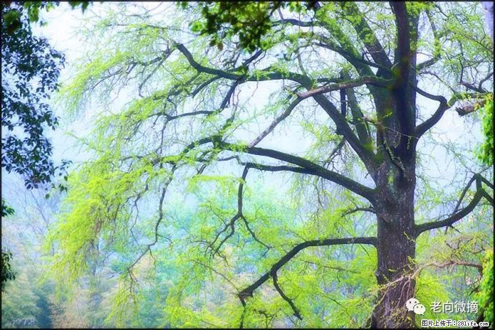 【春天,广西桂林灌阳县向您发出邀请!】在小龙村与春天约会 - 游山玩水 - 宣城生活社区 - 宣城28生活网 xuancheng.28life.com