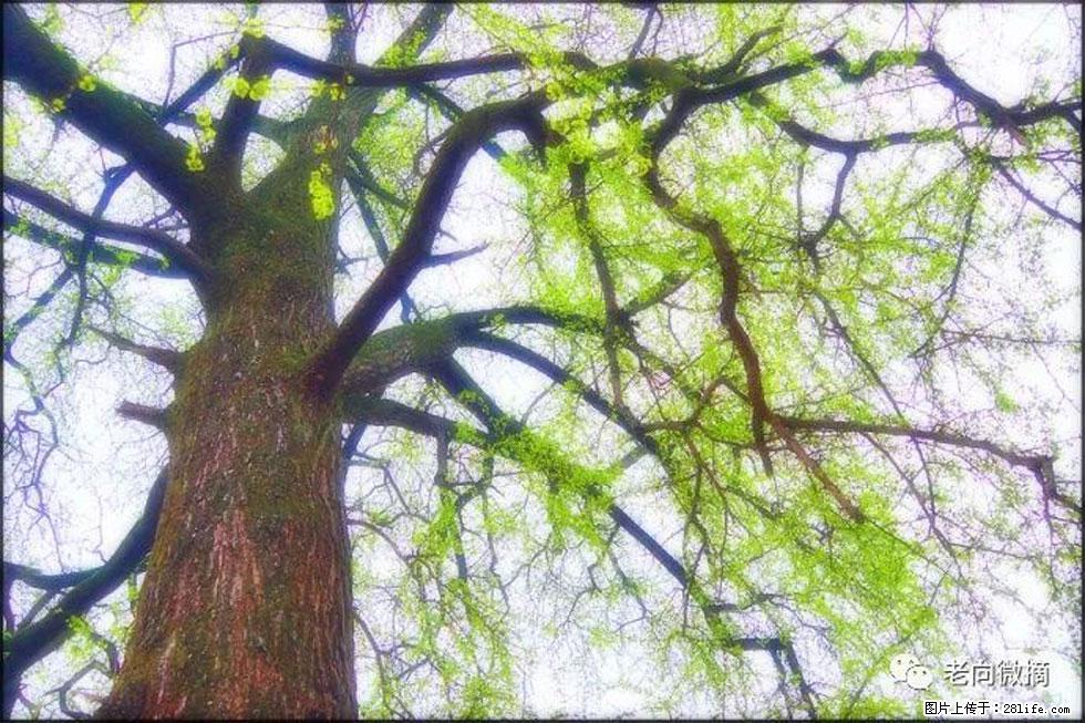 【春天,广西桂林灌阳县向您发出邀请!】在小龙村与春天约会 - 游山玩水 - 宣城生活社区 - 宣城28生活网 xuancheng.28life.com