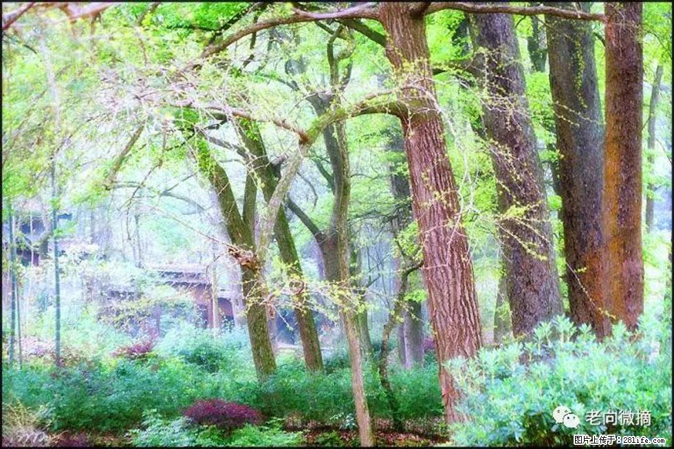 【春天,广西桂林灌阳县向您发出邀请!】在小龙村与春天约会 - 游山玩水 - 宣城生活社区 - 宣城28生活网 xuancheng.28life.com