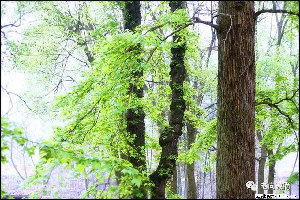 【春天,广西桂林灌阳县向您发出邀请!】在小龙村与春天约会 - 游山玩水 - 宣城生活社区 - 宣城28生活网 xuancheng.28life.com