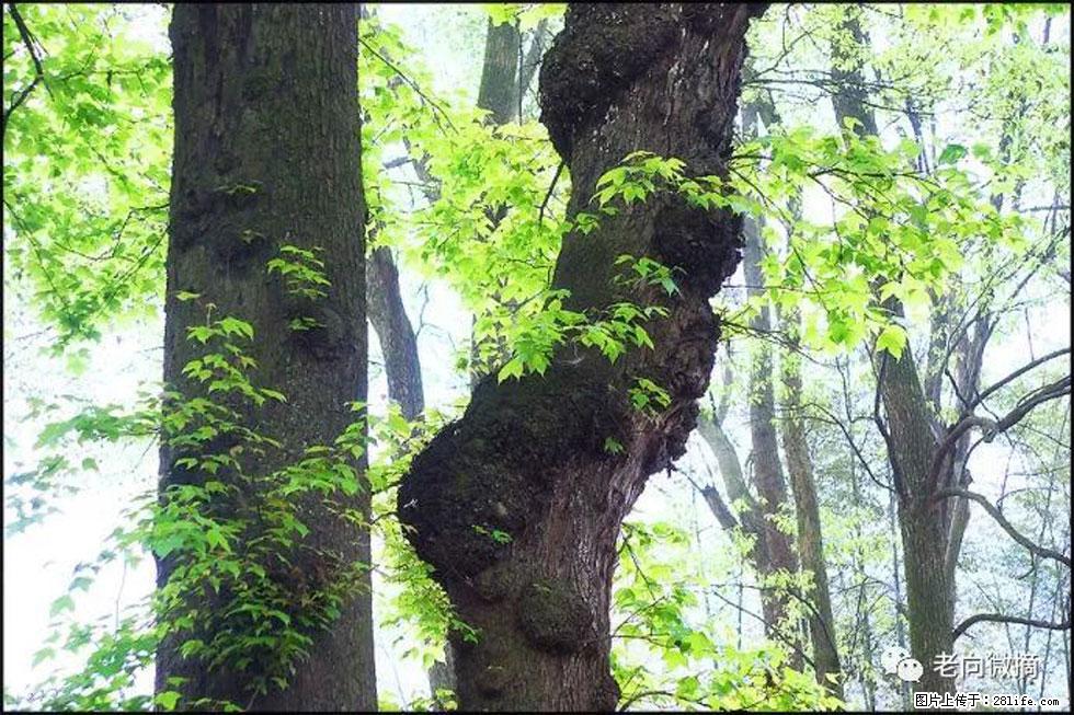 【春天,广西桂林灌阳县向您发出邀请!】在小龙村与春天约会 - 游山玩水 - 宣城生活社区 - 宣城28生活网 xuancheng.28life.com