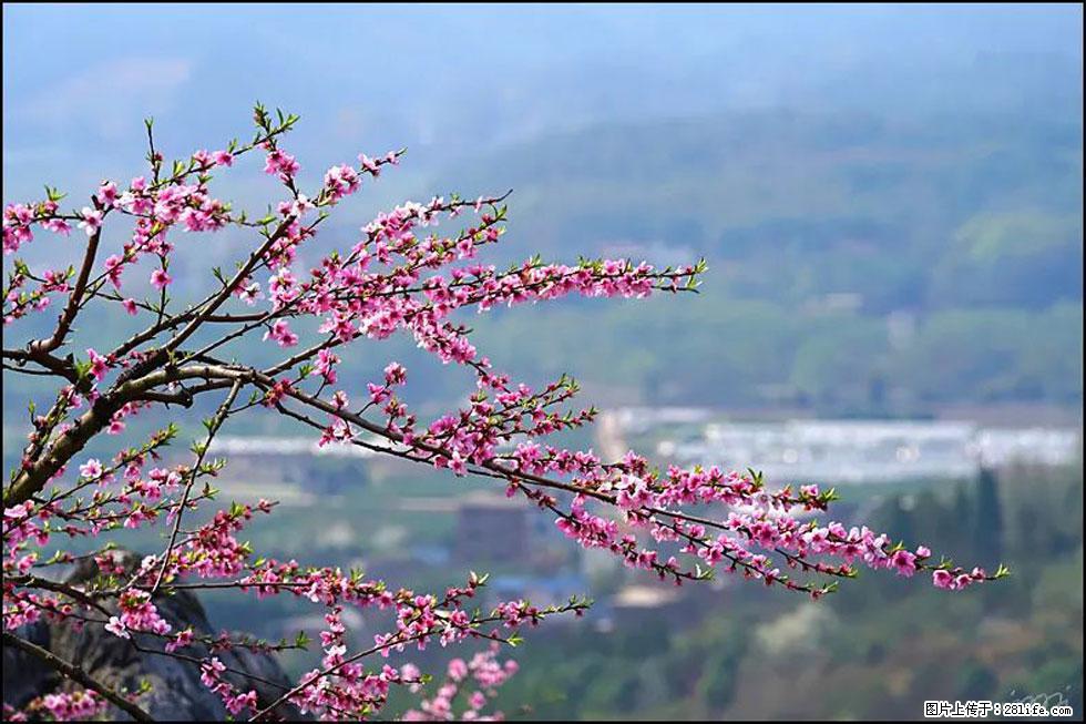 【春天,广西桂林灌阳县向您发出邀请!】望月岭上桃花开 - 游山玩水 - 宣城生活社区 - 宣城28生活网 xuancheng.28life.com