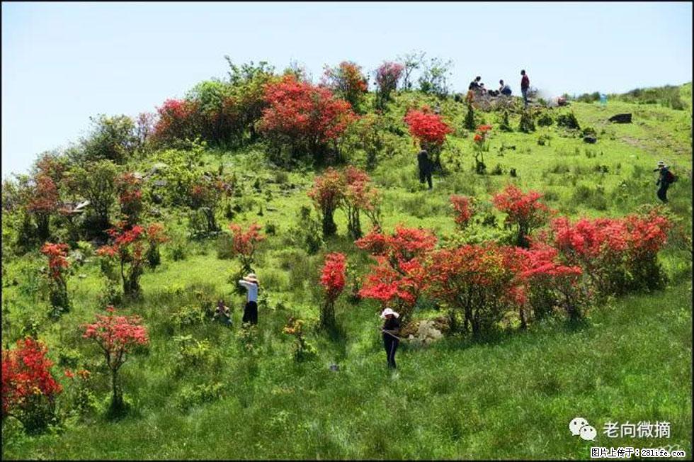【春天,广西桂林灌阳县向您发出邀请!】宝盖山上映山红 - 游山玩水 - 宣城生活社区 - 宣城28生活网 xuancheng.28life.com