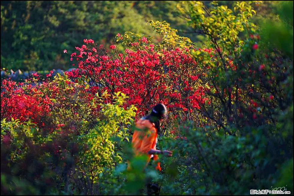 【春天,广西桂林灌阳县向您发出邀请!】春木界上映山红 - 游山玩水 - 宣城生活社区 - 宣城28生活网 xuancheng.28life.com