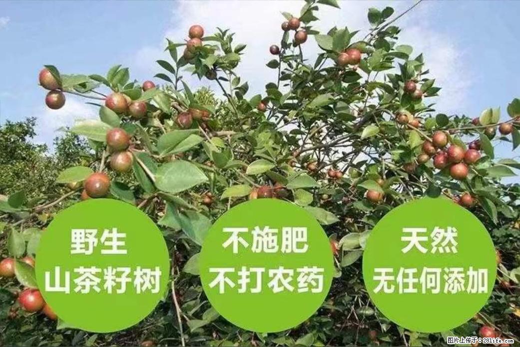 【灌阳县油茶产业示范区】一个有着充实的精神生活的人,对待身外之物自会有一种淡泊的态度 - 美食天地 - 宣城生活社区 - 宣城28生活网 xuancheng.28life.com