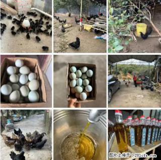油茶园从小鸡仔开始养起的纯土鸡、土鸡蛋可以预定啦！还有前几天刚榨的纯山茶油哦 - 宣城28生活网 xuancheng.28life.com