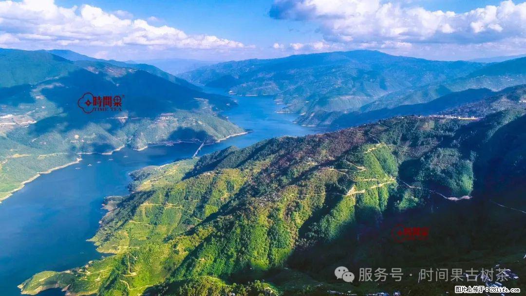 时间果百年古树龙珠普洱生茶 - 购物交流 - 宣城生活社区 - 宣城28生活网 xuancheng.28life.com