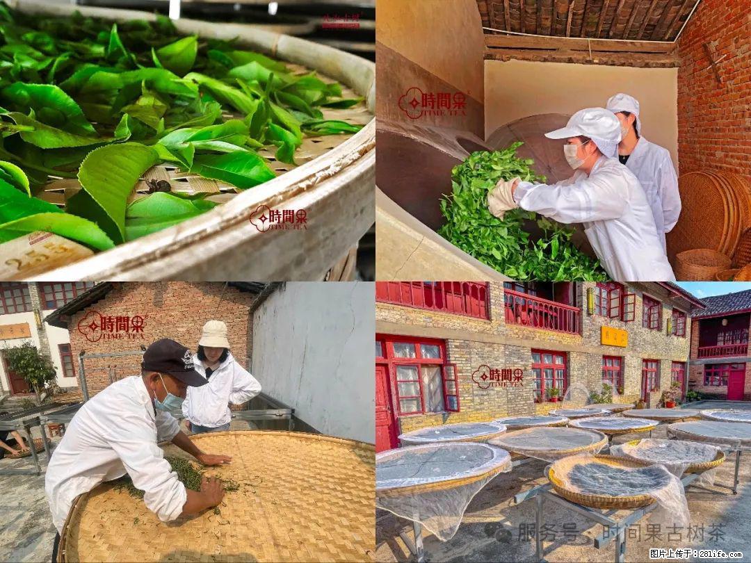 时间果百年古树龙珠普洱生茶 - 购物交流 - 宣城生活社区 - 宣城28生活网 xuancheng.28life.com