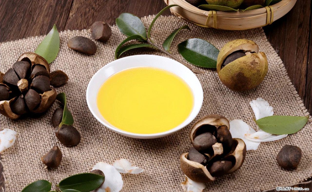 揭秘茶油的5大核心营养成分！被称为人体健康的“守护盾”！ - 宣城生活资讯 - 宣城28生活网 xuancheng.28life.com