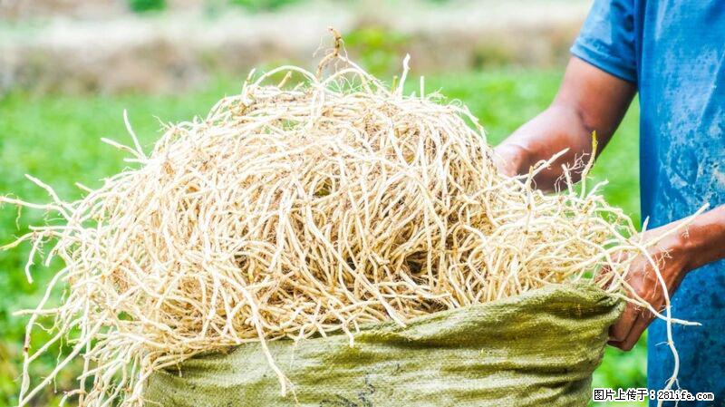 堪称“最难吃”的蔬菜,却是 “抗辐射神器”,还能护肺、清热、止咳化痰! - 宣城生活资讯 - 宣城28生活网 xuancheng.28life.com