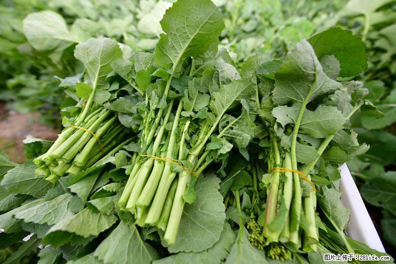 这些蔬菜是“天然钙片”，这6种被医生重点推荐 - 宣城生活资讯 - 宣城28生活网 xuancheng.28life.com